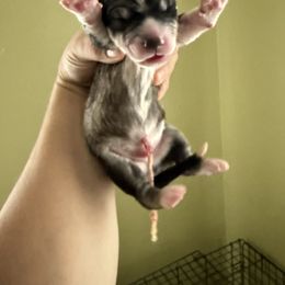 Everest - Gray and white male Siberian Husky puppy in Florence, Kentucky from Moonlight Howl Huskies