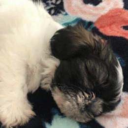 Shih Tzu Puppies from S&K shih tzu’s