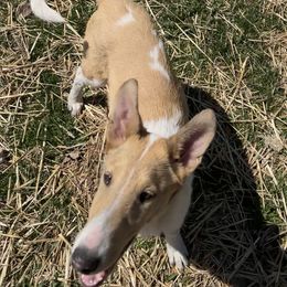 Collie Puppies from Lakeside Collies