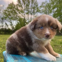 Boy 2 - Red merle Miniature Australian Shepherd puppy in Danville, Alabama from A&L Farms