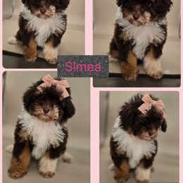 Simea - Tri-color female Bernedoodle puppy in Decatur, Tennessee from Diamond's Doodles
