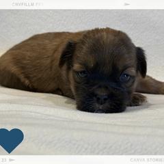 Roux - Blue and tan male Shorkie puppy in Delta, Colorado from SATA Kennels