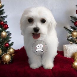 Boy 3 - Maltese puppy from Maltese Puppies in Texas