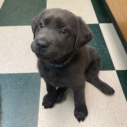 Dilute Retriever Puppies from Virdin’s Silver Labs