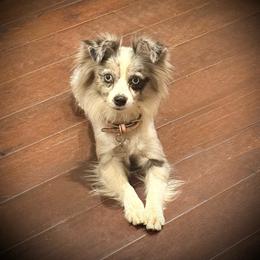 Jewel - Toy Australian Shepherd