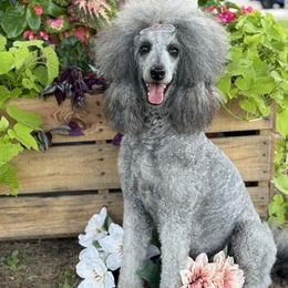 Poodle puppies from Bible Belt Ranch