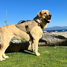 Duke - Labrador Retriever