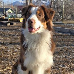 Peanut - Australian Shepherd