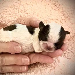 Cherish - Liver and white female Shih Tzu puppy in Tallahassee, Florida from Bows and Bow Ties