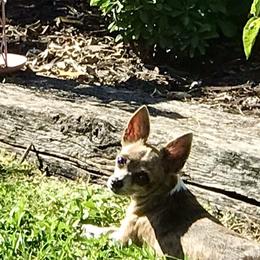 Pya - Chihuahua