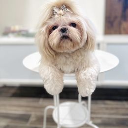 Indigo - Shih Tzu