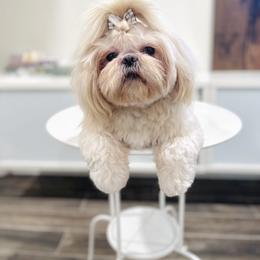 Indigo - Shih Tzu