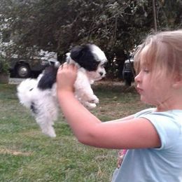 Havanese Puppies from SunWyst Havanese