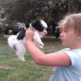 Havanese Puppies from SunWyst Havanese