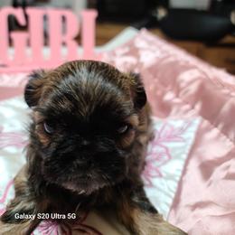 Puppy 1 - Black and tan female Shih Tzu puppy in Belleville, Michigan from Patricia's Heavenly Earth Angels