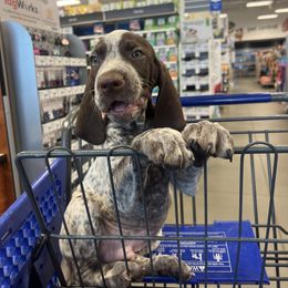 German Shorthaired Pointer Puppies from Edelmarke GSPs Reg’d