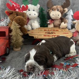 Dasher - Liver white and roan male English Springer Spaniel puppy in Hudson, Michigan from Picky’s Puppies