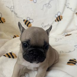 Canela - Fawn female French Bulldog puppy in Galt, California from The three little frenchies