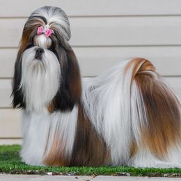 Yemaya - Shih Tzu