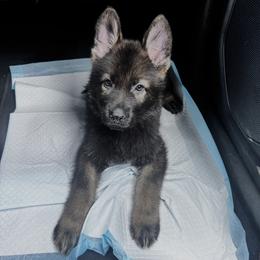 Rogue - Sable male German Shepherd puppy in Coarsegold, California from Yosemite Shepherds