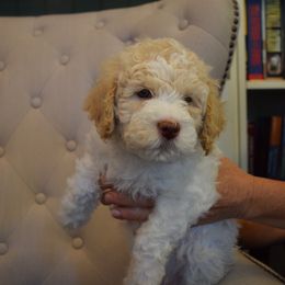 Lagotto Romagnolo Puppies from Southern Lagotto