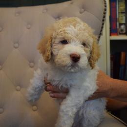 Lagotto Romagnolo Puppies from Southern Lagotto