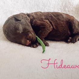 Hideaway - Chocolate male Goldendoodle puppy in Middletown, Ohio from Lady Doodle Farm
