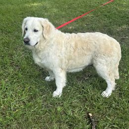 Love - Golden Retriever