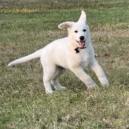 Black Boy - White male Berger Blanc Suisse puppy in New Castle, Pennsylvania from Thornvalley White Swiss Shepherds