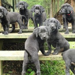 Labrador Retriever Puppies from Valedictorian Retrievers