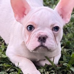 French Bulldogs from River House Frenchies