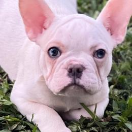French Bulldogs from River House Frenchies