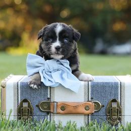 Cosmo - Blue merle male Miniature Australian Shepherd puppy in White Oak, Texas from Triple Lake Ranch Miniature Australian Shepherds