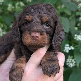 Nutmeg - Chocolate male Cavapoo puppy in Coshocton, Ohio from Forever Family Puppies