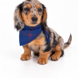 Onyx - Dapple male Dachshund puppy in Illinois from William Rotsaert