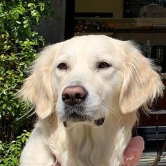 Golden Retrievers and Working Dog Crosses from Level Up Retrievers