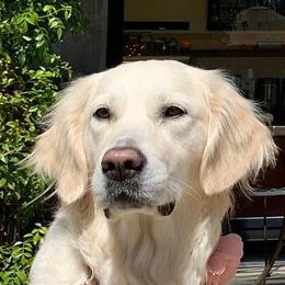 Golden Retrievers and Working Dog Crosses from Level Up Retrievers