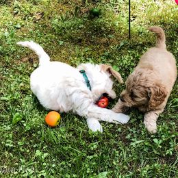Goldendoodle Puppies from Coal Country Doodles