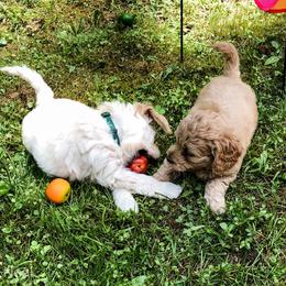 Goldendoodle Puppies from Coal Country Doodles