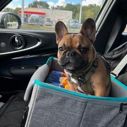 French Bulldog Puppies from Reds Frenchies