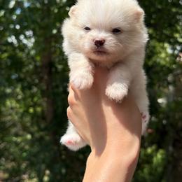 Theo - Cream male Pomeranian puppy in Denver, Colorado from Diana's Pomeranians