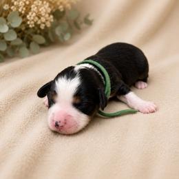 Cricket - Black tri male Miniature Australian Shepherd puppy in Oroville, California from Diamond Arrow Aussies