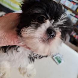 Boy 1----Toto - Black and white male Shih Tzu puppy in Bethlehem, Pennsylvania from Cinnamon's Shih Tzus