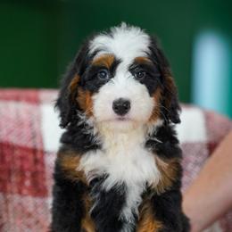 Jimmy - Tri-color male Bernedoodle puppy in Dundee, Ohio from Down Home Doodle
