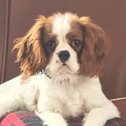 Brecken - Cavalier King Charles Spaniel