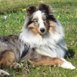 Shetland Sheepdogs from LND Shelties