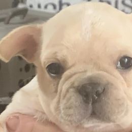 French Bulldogs from Stewart’s Kennels