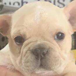 French Bulldogs from Stewart’s Kennels
