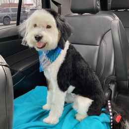 Pepper - Bernedoodle