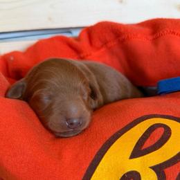 Peanut (Blue) - Red  male Goldendoodle puppy in Toledo, Ohio from Avery Doodle Day LLC